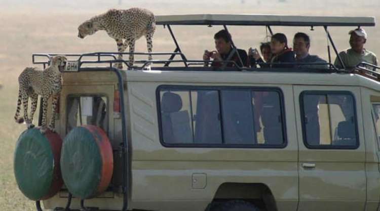 Safari